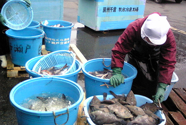 100217_鮮魚１.jpg