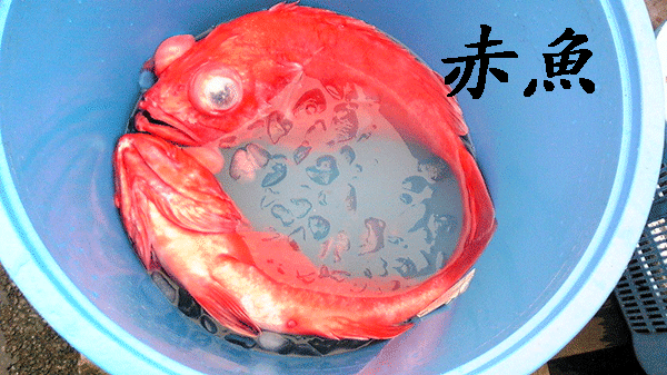 100409_赤魚.gif