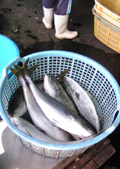 100515_魚.jpg