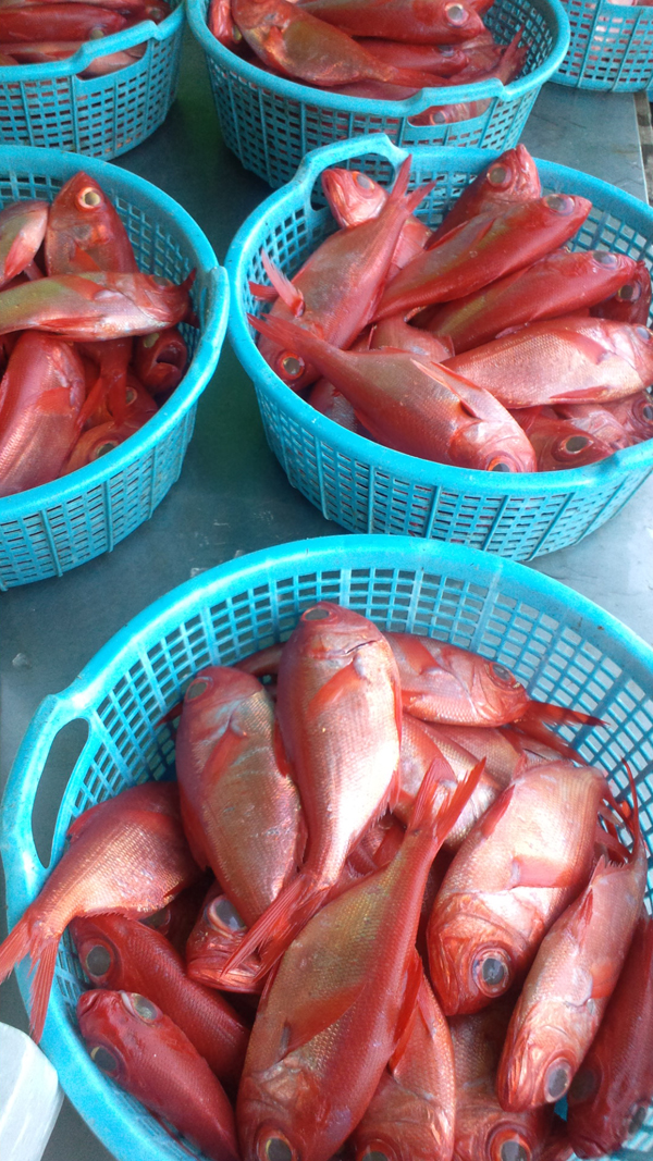 110407_金目３.jpg