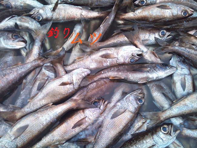 2010-10-14-鮮魚２.gif