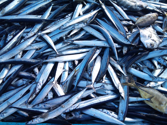 2010-12-15 鮮魚３.jpg
