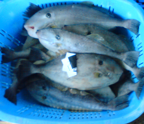 鮮魚１.jpg