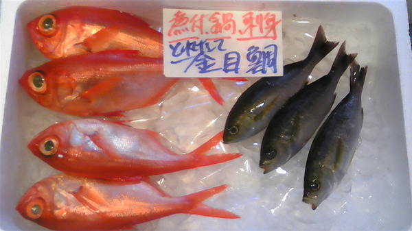 100205_鮮魚１.jpg