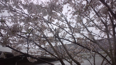 110416_桜.jpg