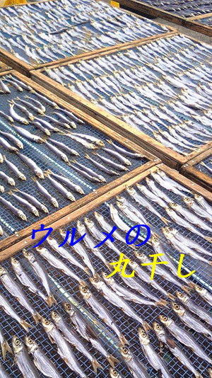 090918_ウルメ丸干し.gif